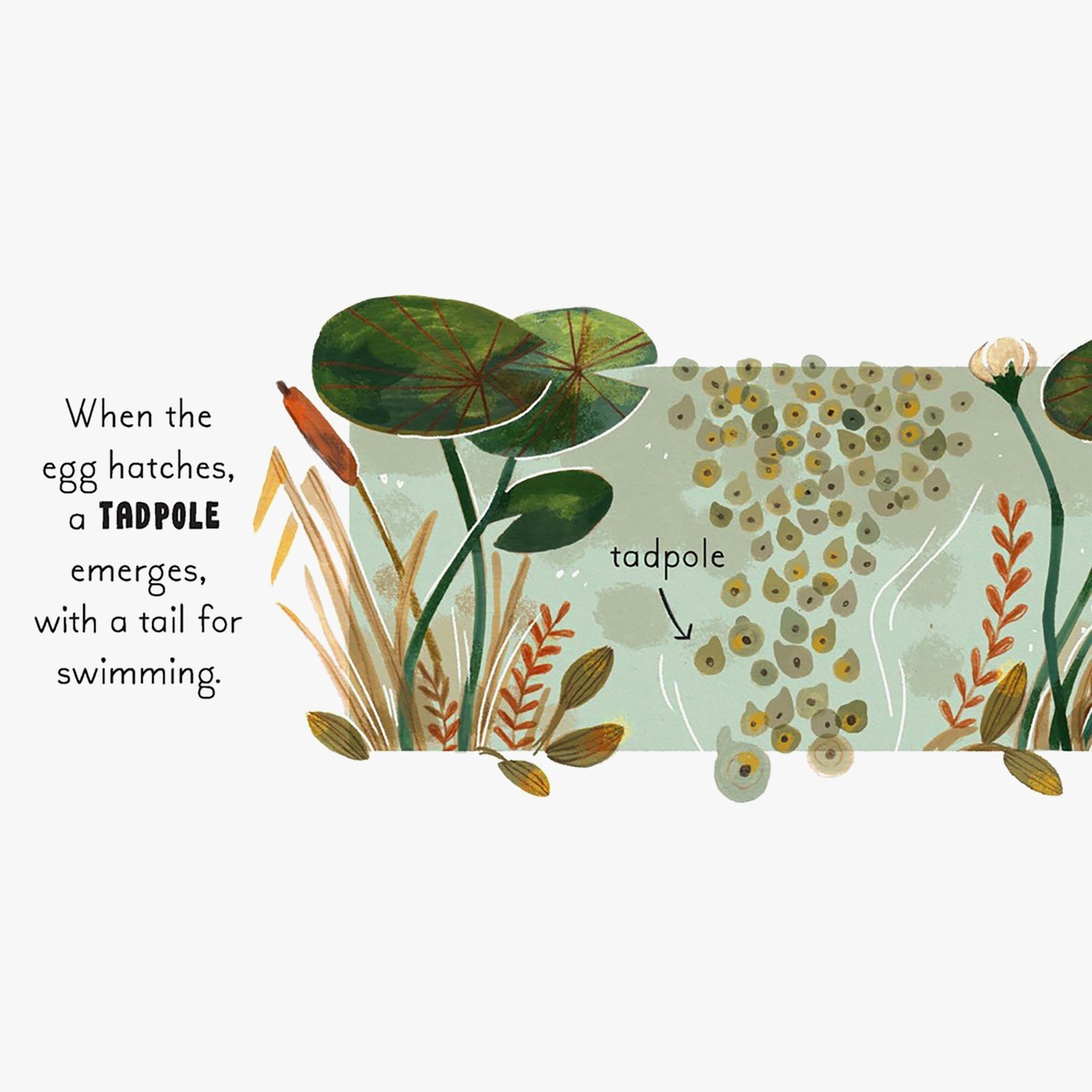 5 Minute Nature Story Box Board Book Set