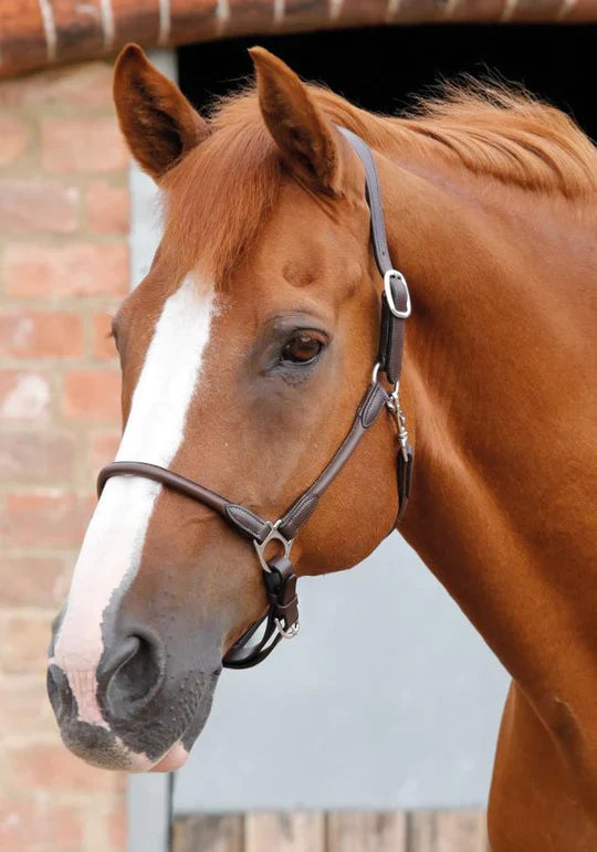Premier Equine Hennaroso Rolled Anatomic Leather Headcollar Halter