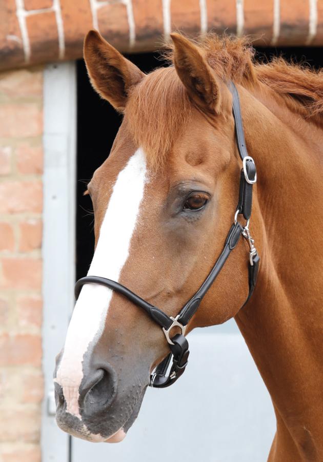 Premier Equine Hennaroso Rolled Anatomic Leather Headcollar Halter